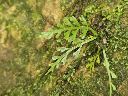 Asplenium prolongatum, photograph 1