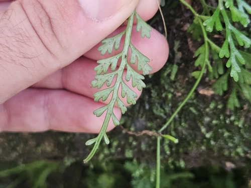 Asplenium prolongatum, photograph 2