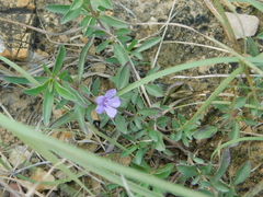 Dyschoriste decumbens