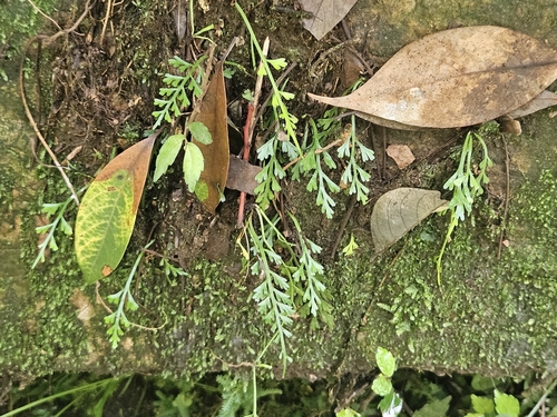Asplenium prolongatum, photograph 3