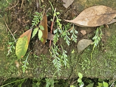 Asplenium prolongatum, photograph (c) Marc Riera, some rights reserved (CC BY)