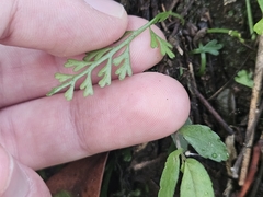 Asplenium prolongatum, photograph (c) Marc Riera, some rights reserved (CC BY)