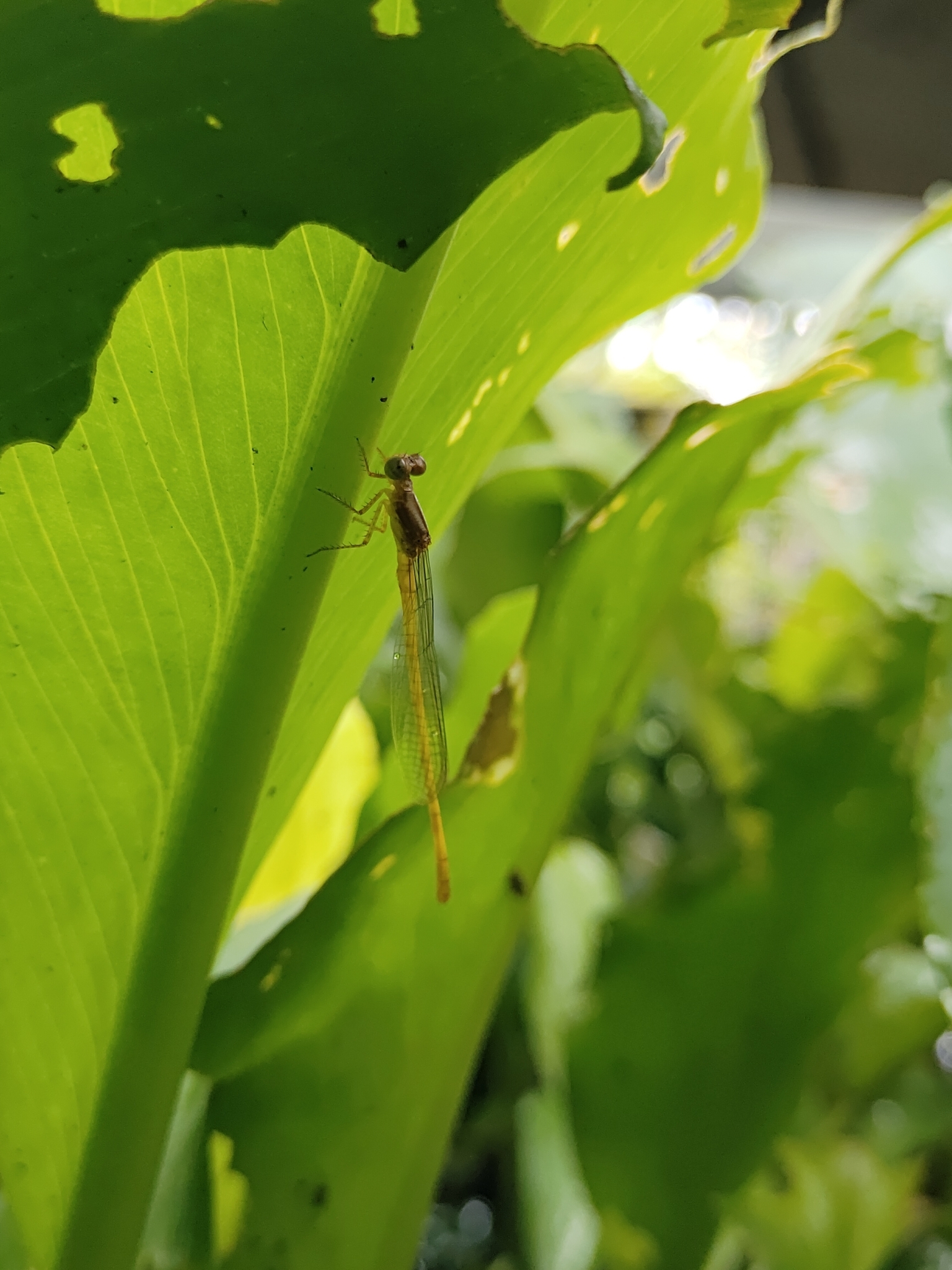 Coromandel Marsh Dart