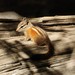 Palmer's Chipmunk - Photo (c) Jason M Crockwell, some rights reserved (CC BY-NC-ND), uploaded by Jason M Crockwell
