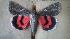 Catocala californica