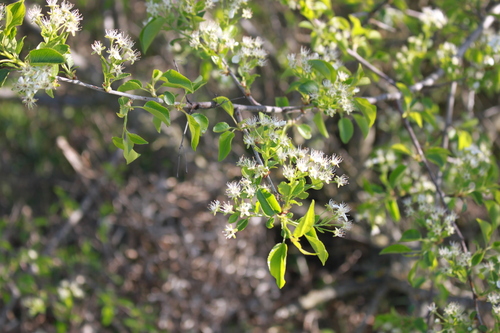 St Lucie Cherry