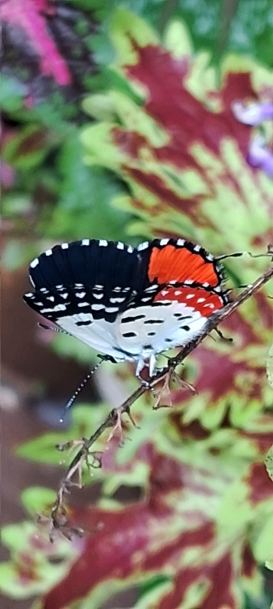 Red Pierrot