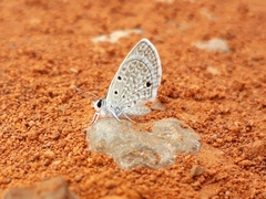 Hemiargus hanno hanno