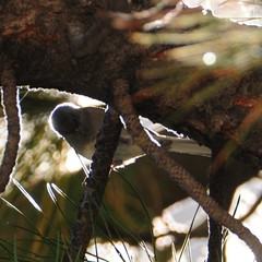 Junco hyemalis mearnsi × caniceps