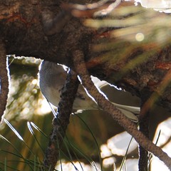 Junco hyemalis mearnsi × caniceps
