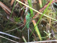 Conocephalus dorsalis