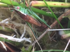 Conocephalus dorsalis