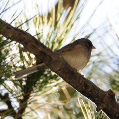 Junco hyemalis mearnsi × caniceps