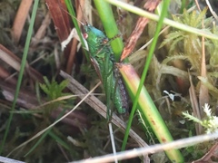 Conocephalus dorsalis