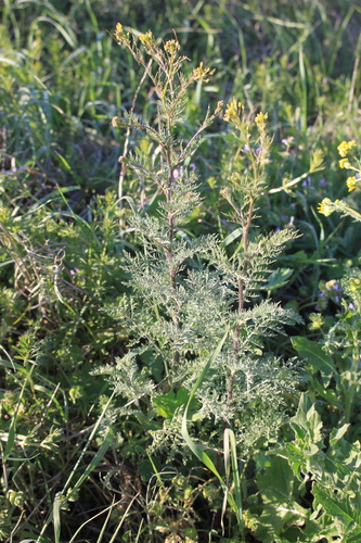 flixweed