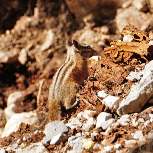 Palmer's Chipmunk