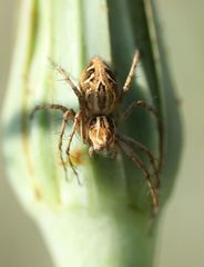 Oxyopes heterophthalmus