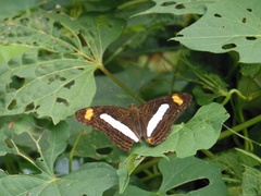 Adelpha iphiclus iphiclus