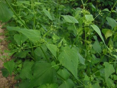 Spananthe paniculata
