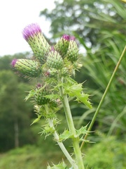 Cirsium mexicanum
