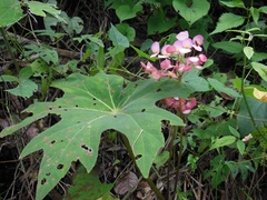 Begonia philodendroides