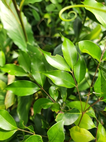 Syzygium acuminatissimum observed 2025-06-27