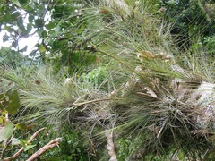 Tillandsia juncea