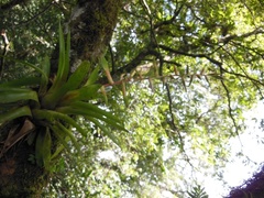 Tillandsia orogenes