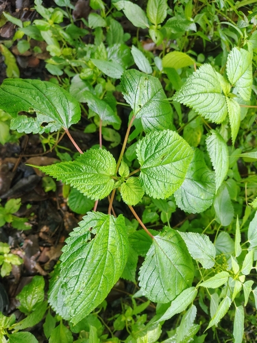 Laportea interrupta, photograph 1