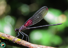 Hetaerina brightwelli