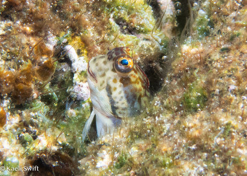 Blenniella caudolineata observed 2025-06-27