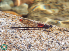 Hetaerina brightwelli