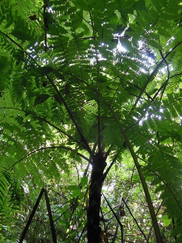 Alsophila firma (Alsophila firma)