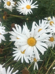 Anthemideae
