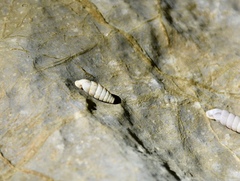 Urocoptidae