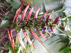 Heliconia adflexa