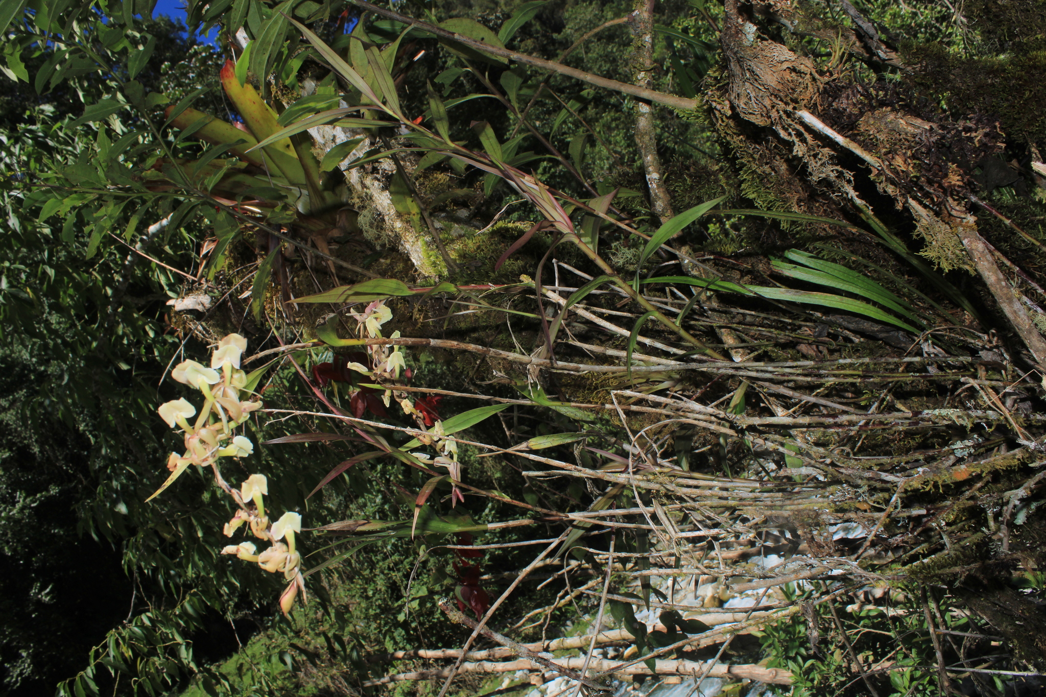Epidendrum hymenodes Lindl. 3