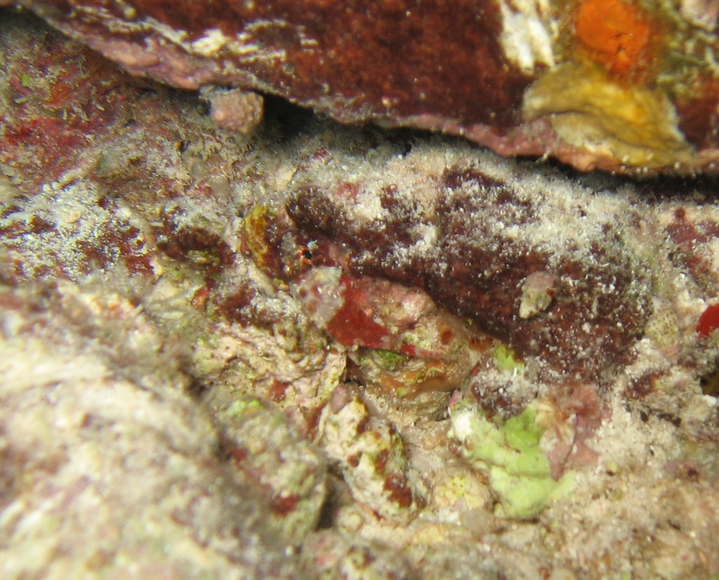 Deepreef Scorpionfish