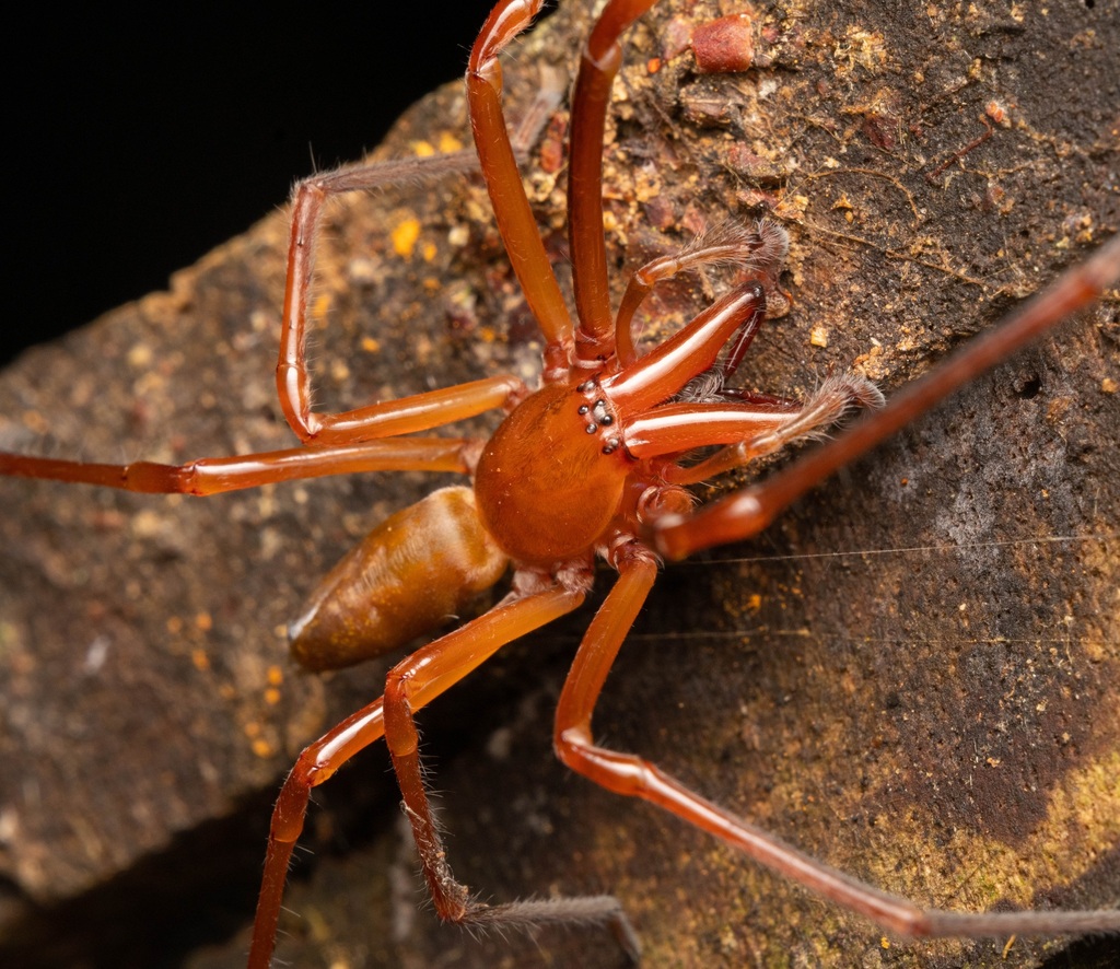 Cheiracanthium insulare