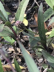 Ruellia simplex image