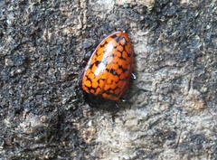 Erotylina leoparda
