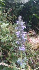 Nepeta laevigata