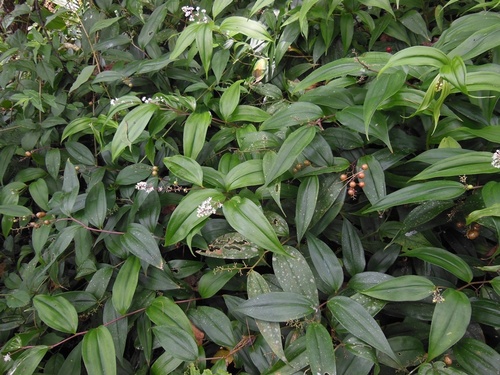 Maianthemum paniculatum (Maianthemum paniculatum)