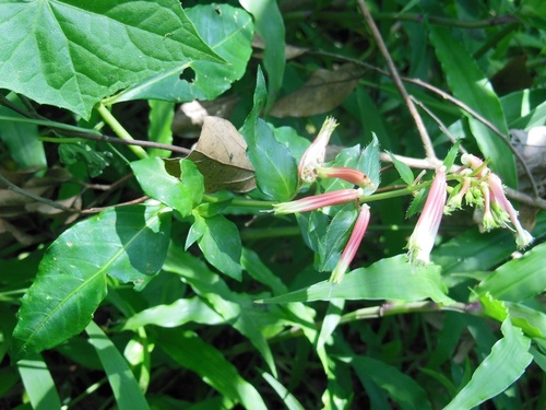 Mauve cuphea (Cuphea subuligera)