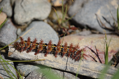 Ormiscodes cinnamomea