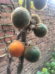 Solanum quitoense
