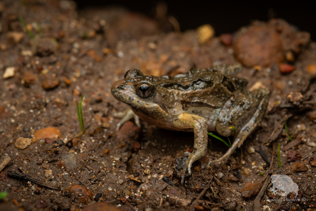 Sign-Bearing Froglet