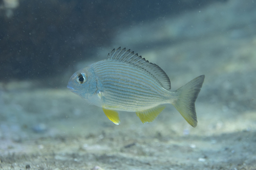 Gold-line sea bream (Rhabdosargus sarba) — Sparidae — 4