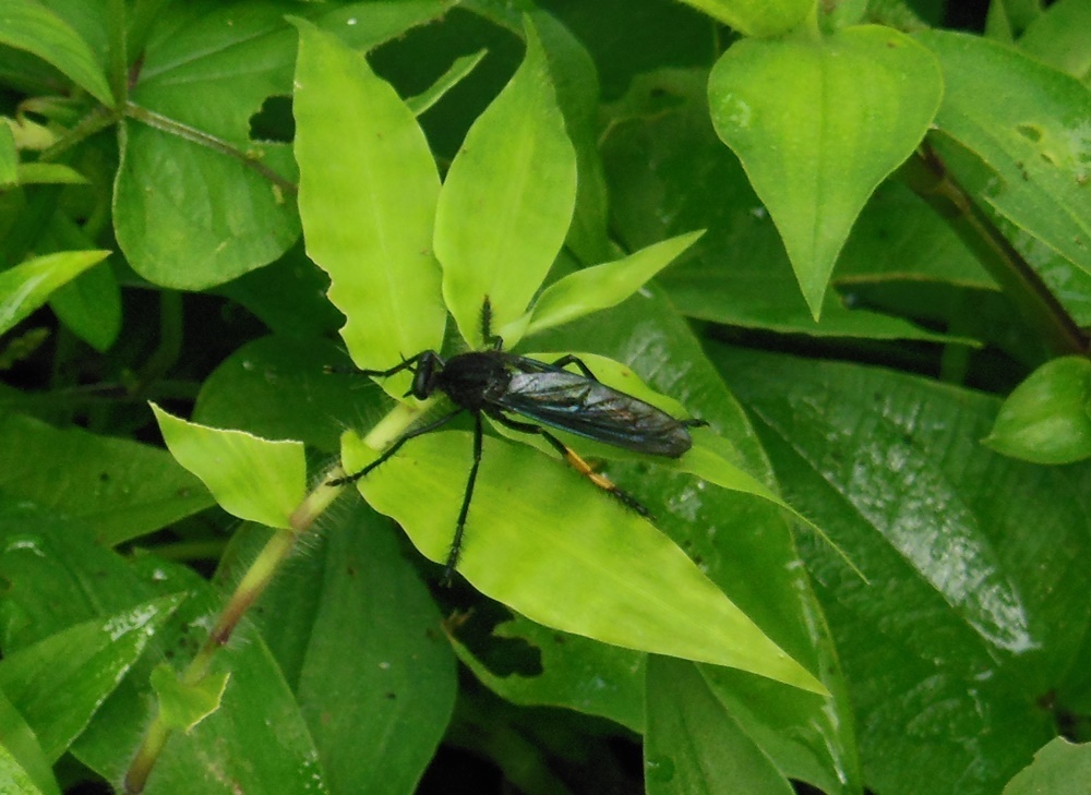 Archilestris wenzeli