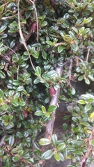 Cotoneaster microphyllus